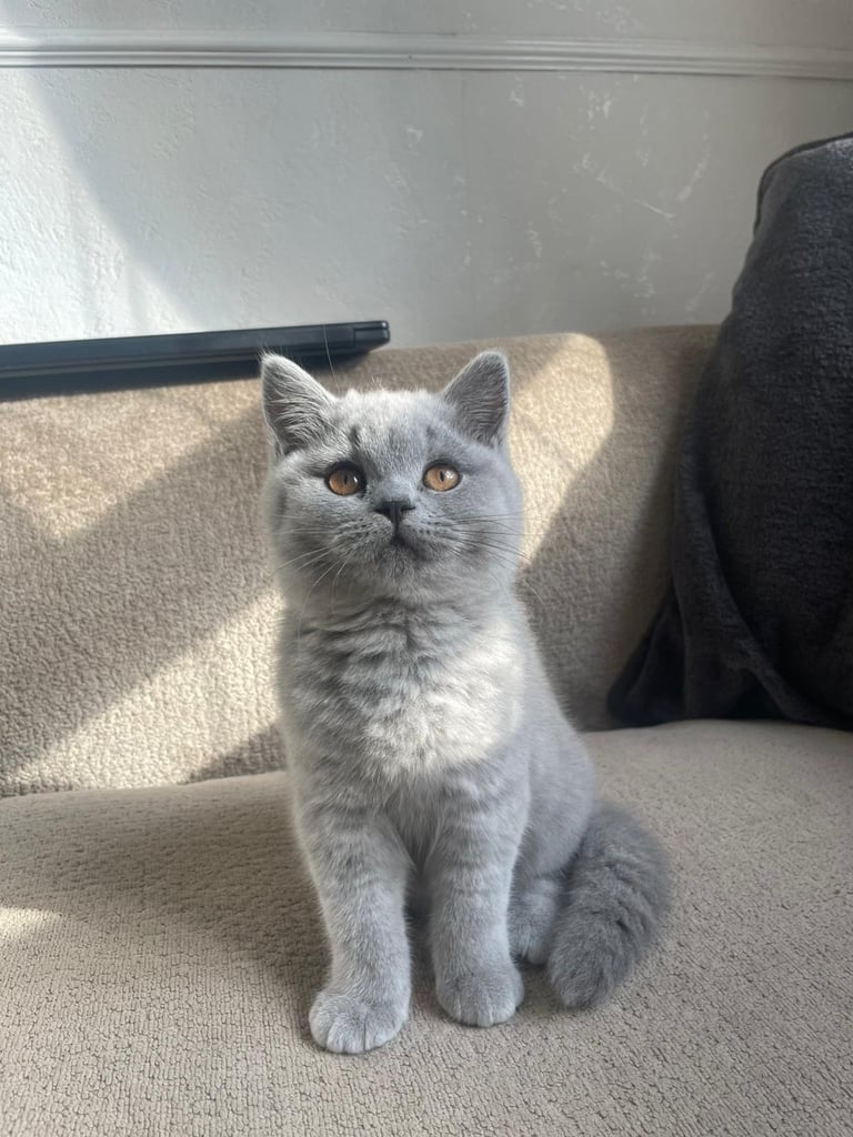 Female British short hair for sale! 