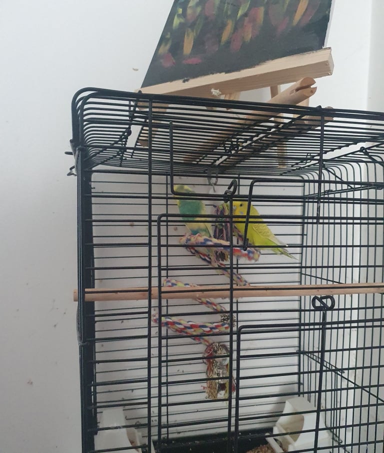image for Bird cage plus extras 