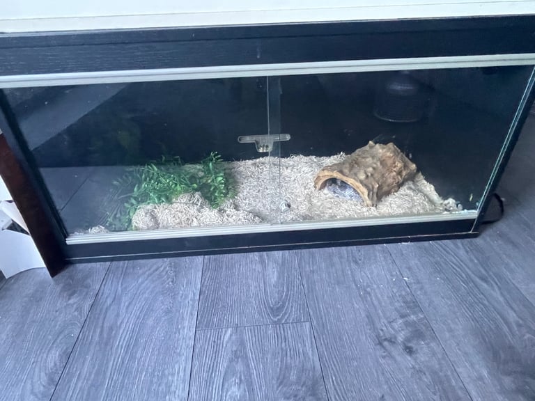 image for Snake full set up vivarium 