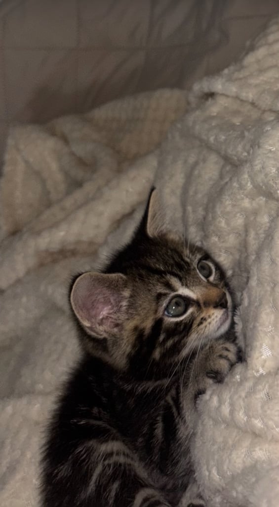 Kitten 