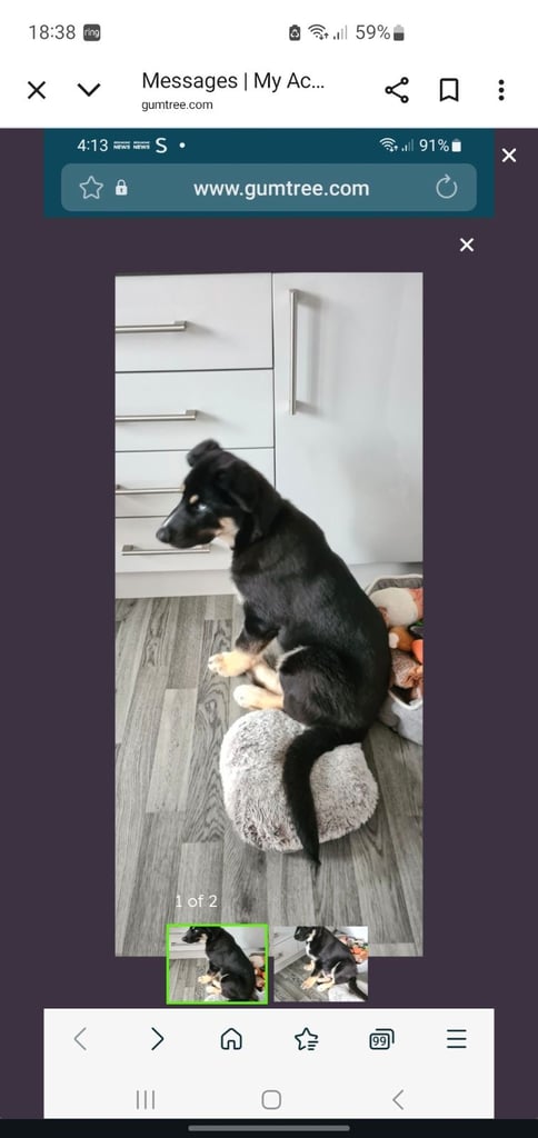 image for 4 month old pup