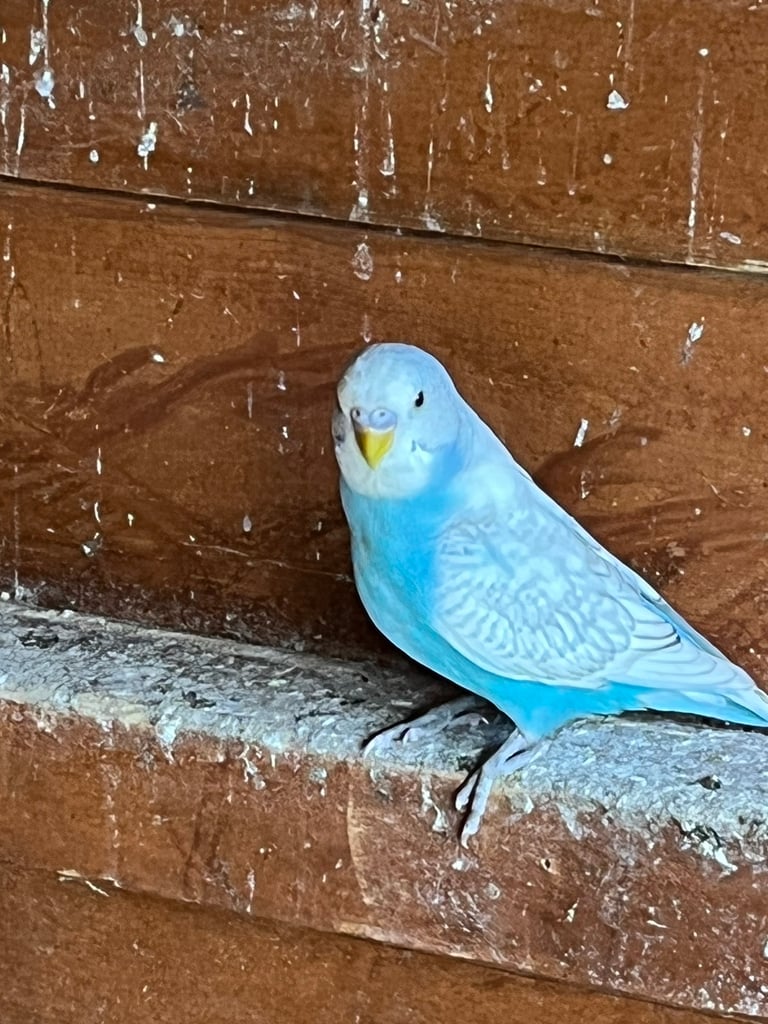 Baby Budgies ready to go. 