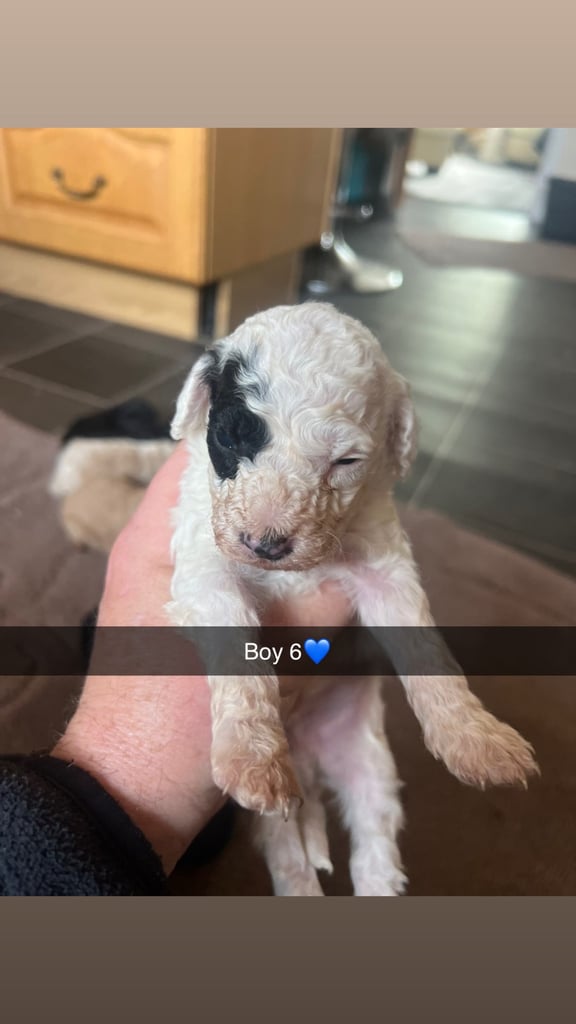 F1 b cockapoo puppies 