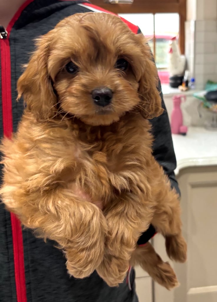 Cavapoo pups for sale 