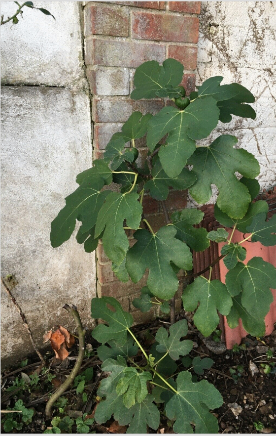 Young Fig Tree Brown Turkey Hardy Harwest Twice a Year Size aprox 1 meter
