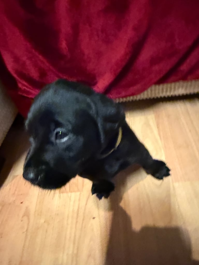 Labrador Pups - 7 Left! 