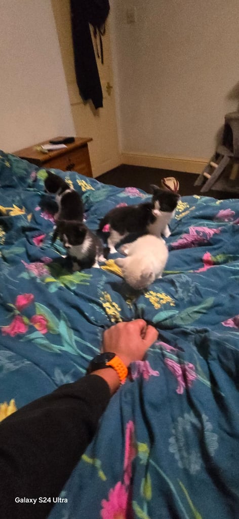 Gourgeous kittens for sale.