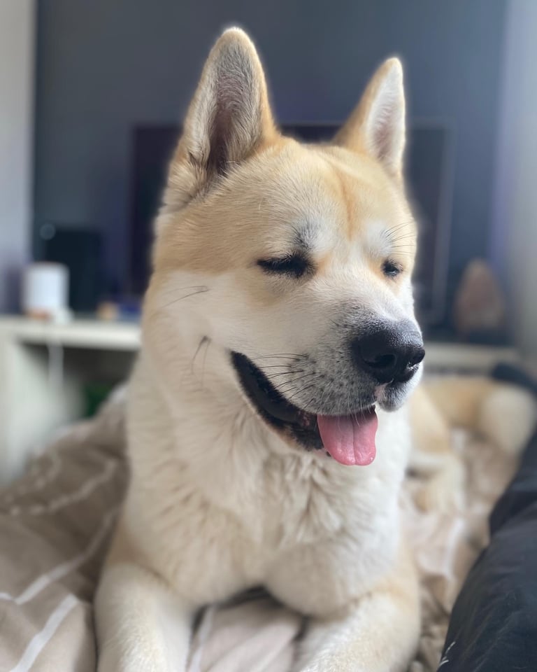 Male American Akita in desperate need for a new loving home.
