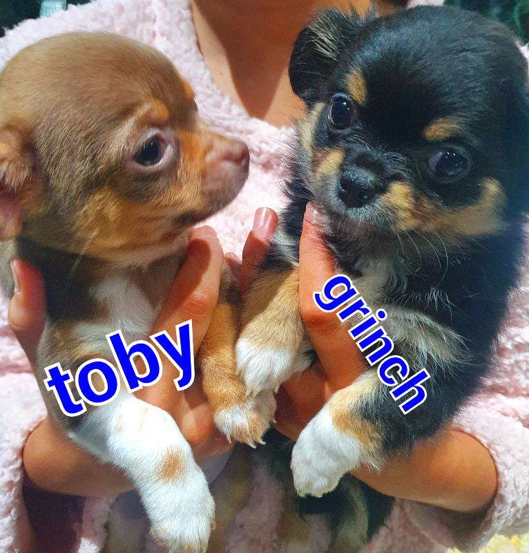 Chihuahua dogs for stud in London