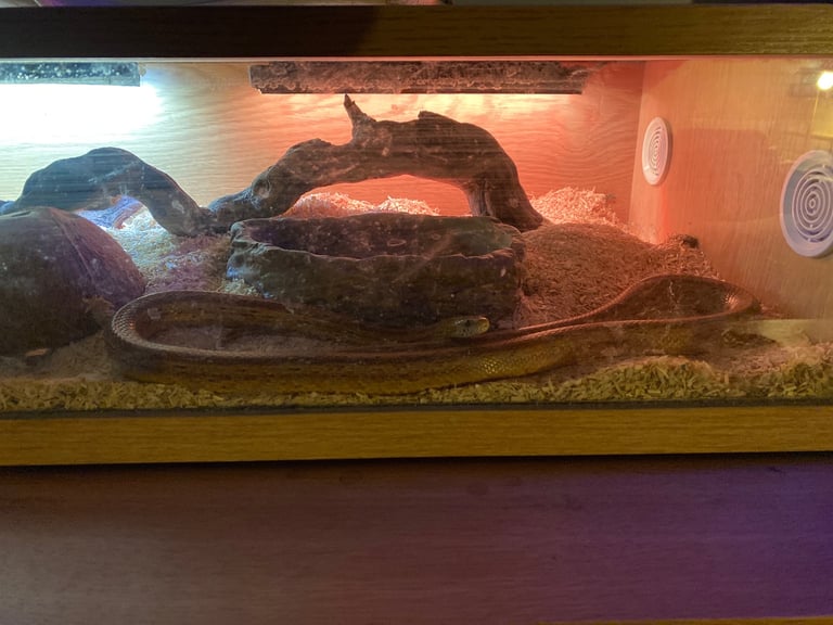 Corn snake plus modern viverium 