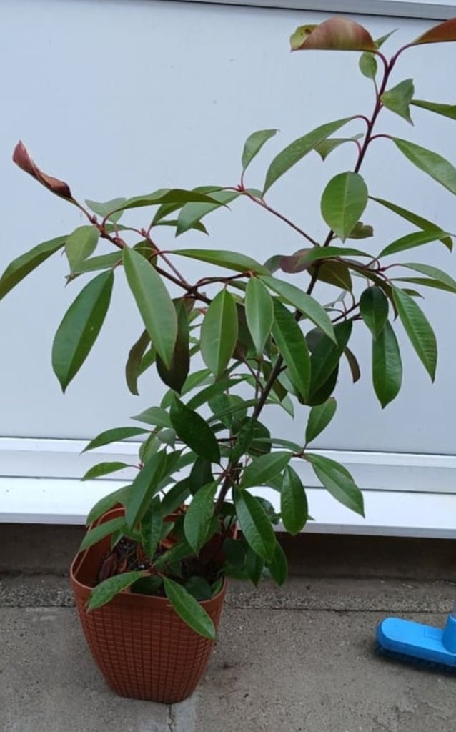 image for 1x Photinia Available 