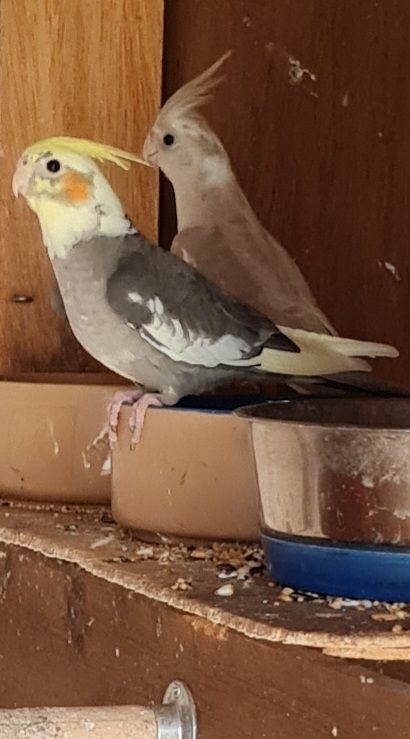 Baby cockatiels
