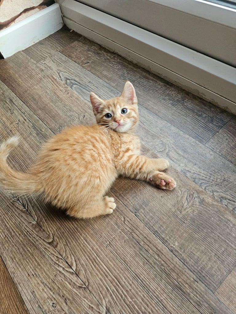 Beautiful kittens for sale