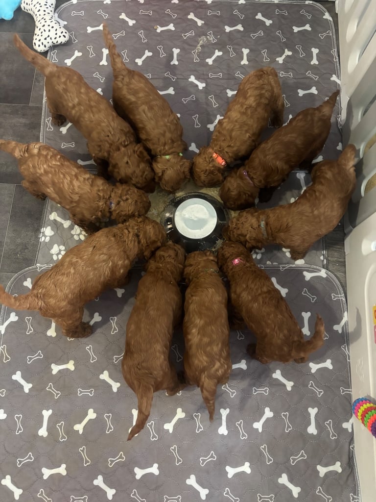 Golden doodles F1bb puppies hypoallergenic and malting