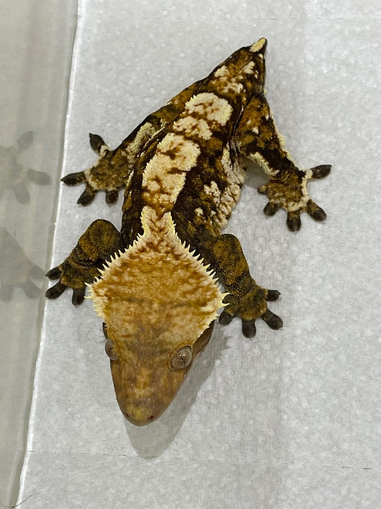 Crested Geckos for sale