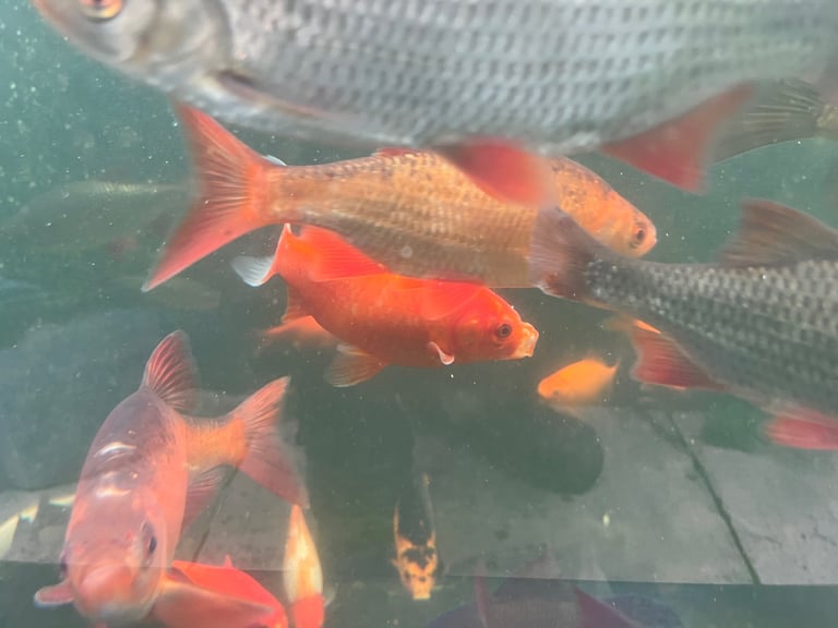 Goldfish & Rudd Job Lot £100, 100 Approx