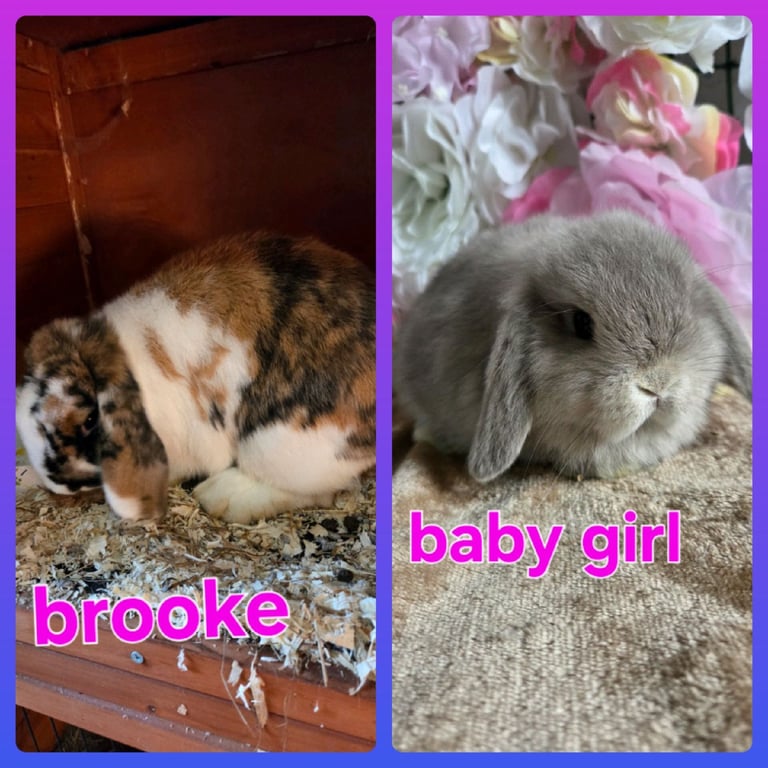 Female mini lops available 