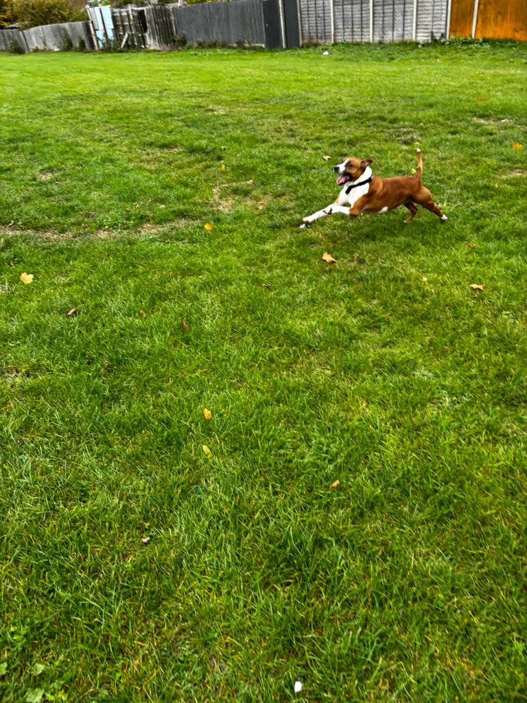 Beautiful Staffy cross