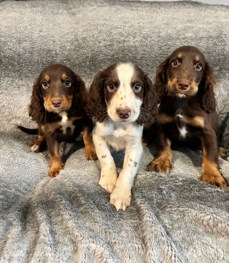 image for Cocker Spaniels Ready Now Fully Vaccinated