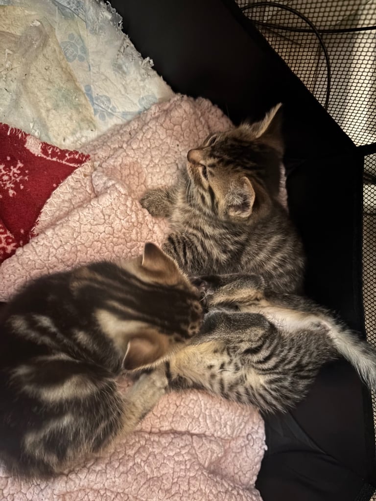 3 gorgeous kittens looking for a loving home. 