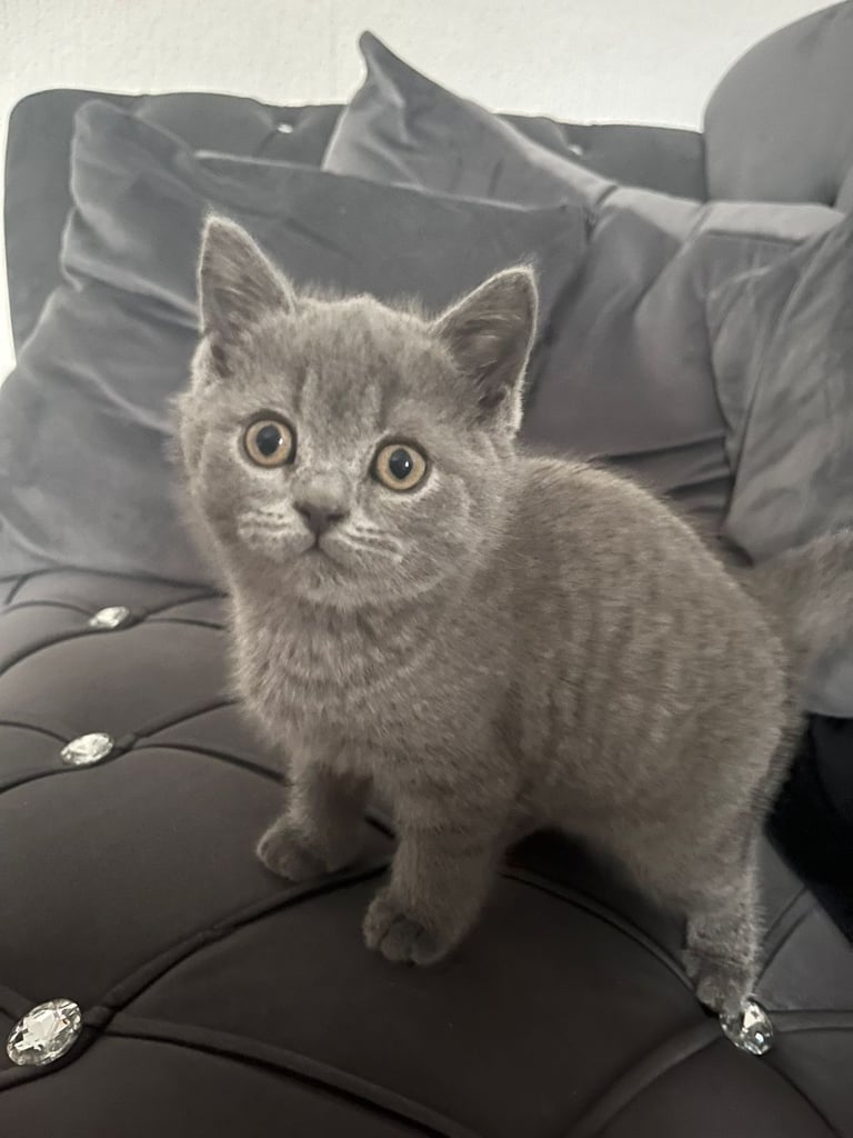 British short hair kitten