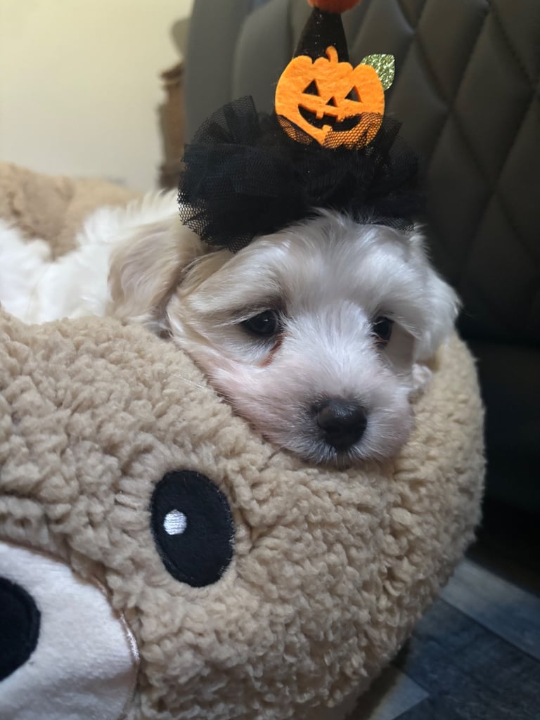 Maltese ready to leave 