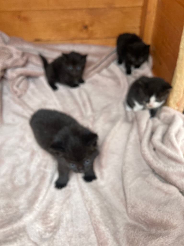 Kittens for sale 