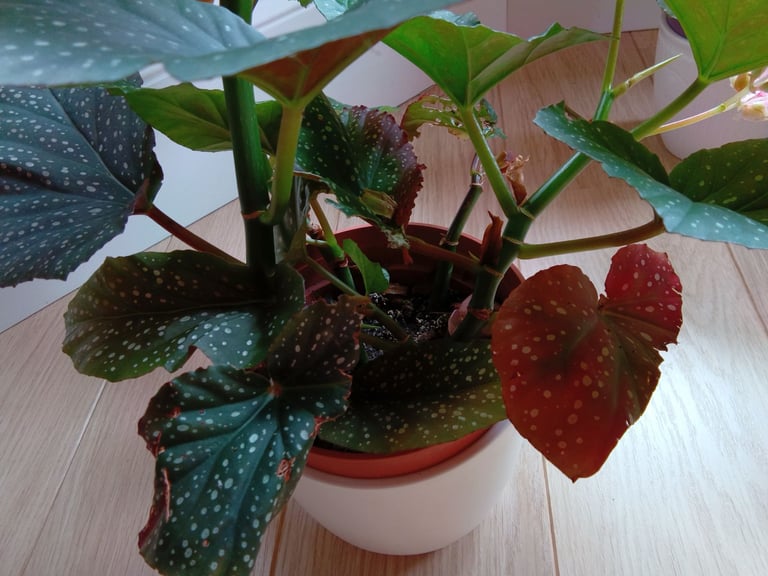 Begonia house plant