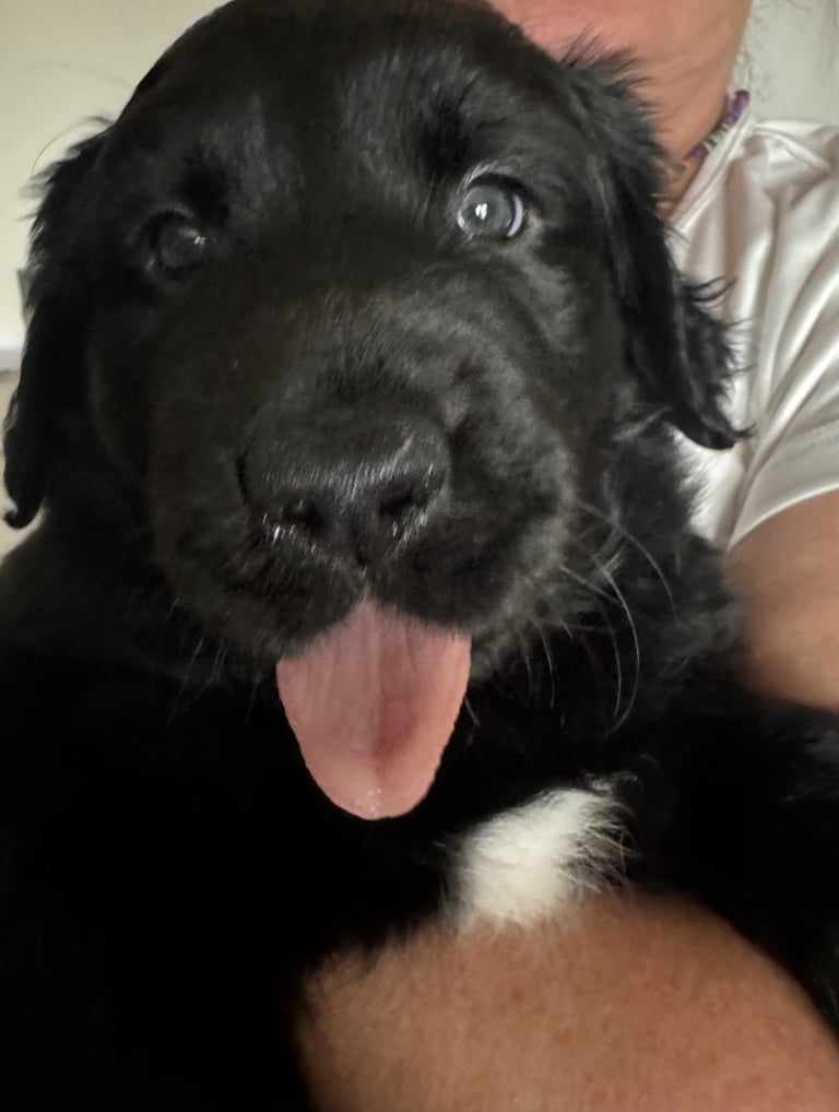 🐾 Adorable Labrador x Collie Puppy Looking for His Forever Home! 🐾