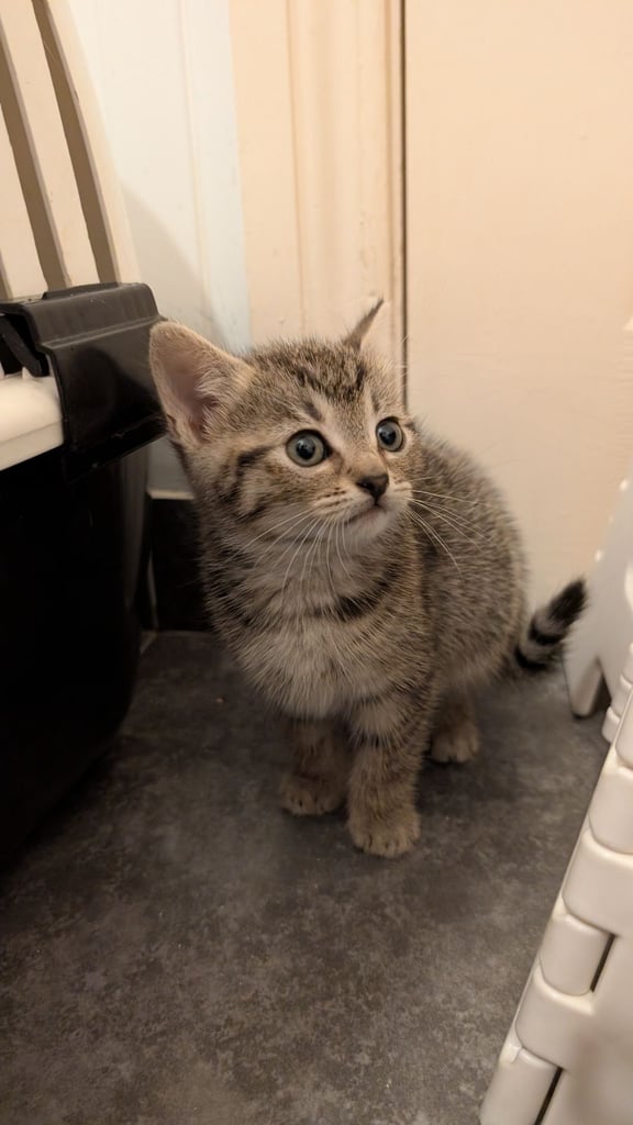 Kittens check description 