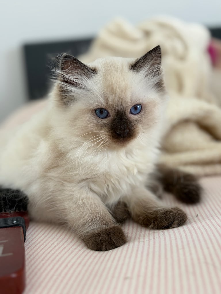 Ragdoll Kittens (2 girls left) 