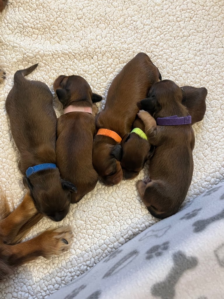 Pedigree family owned miniature longhaired dachshund puppy's in Southampton
