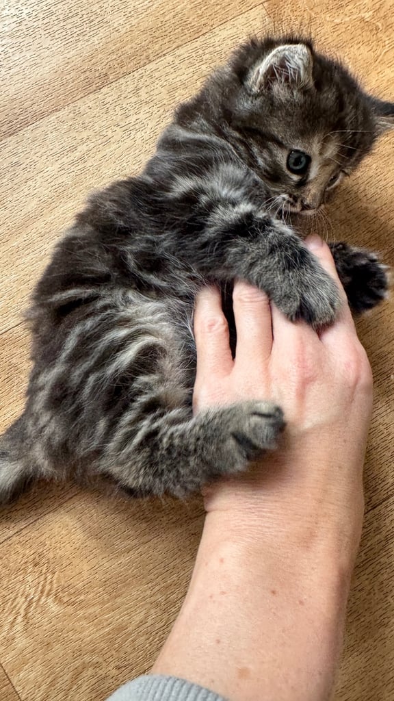 *LAST KITTEN* Girl, Norwegian Forest cross