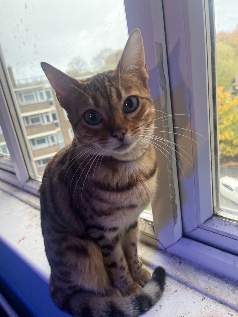 Full pedigree female bengal f4 cat 1 years old price negotiable 