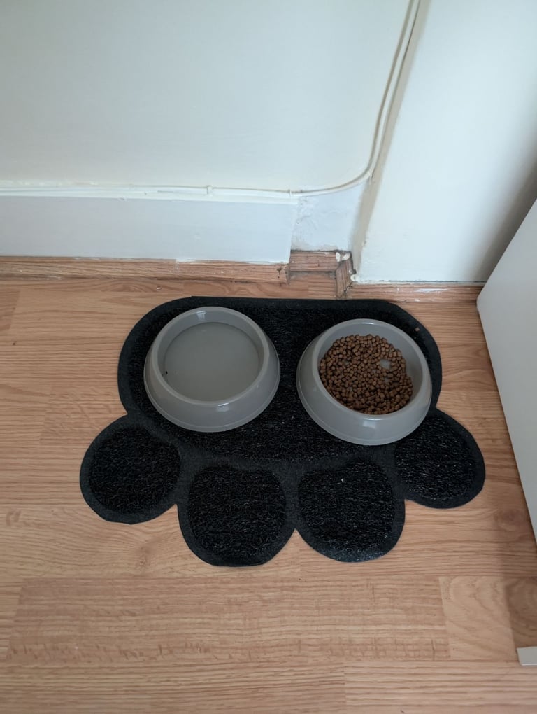 8 week kitten comes with everything 