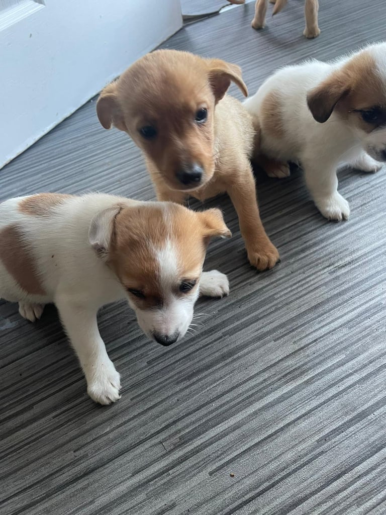 Jack x chihuahua puppies 