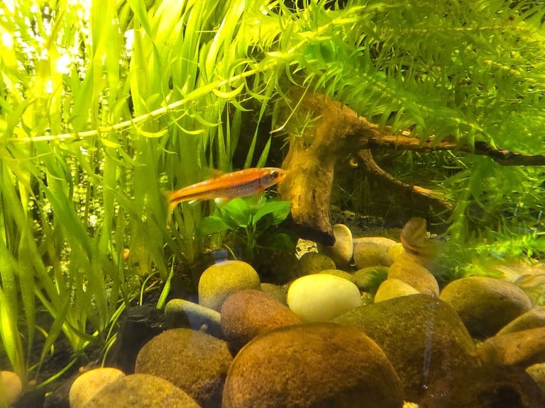 tropical fish, discus, red pleco, endlers guppies ,