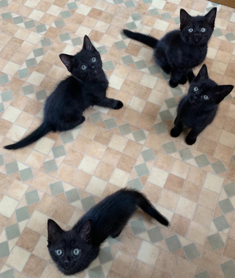 4 Cute Kittens Looking for a New Home