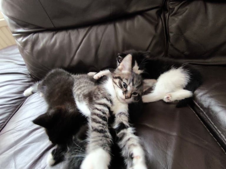 Nice kittens ready for their own home
