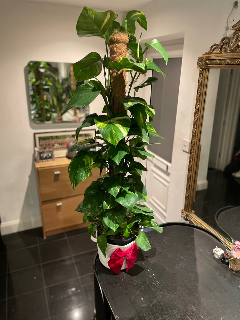 Extra large Devils Ivy plant (real)