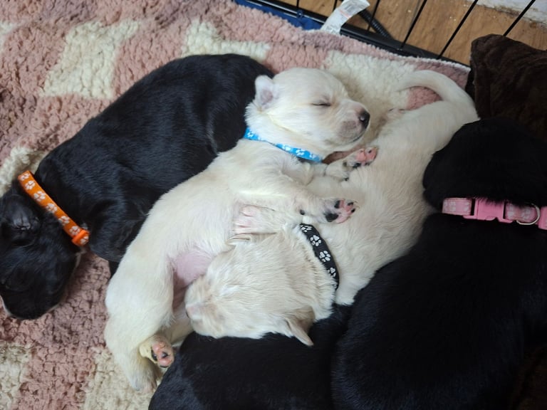 2 boys LEFT Stunning F1 border retreiver puppys 