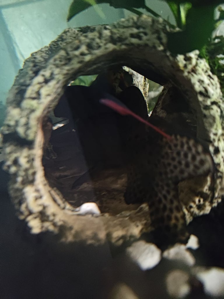 image for Selling Rainbow shark and Upside-Down Catfish
