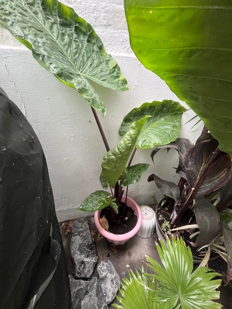image for Alocasia taro plant 