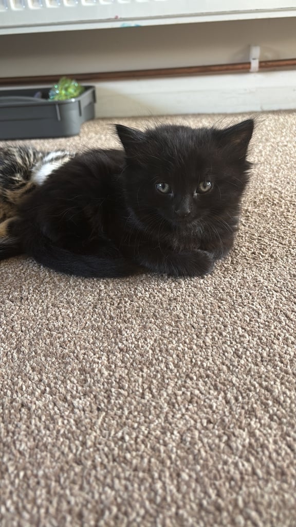 3 black kittens, 12 weeks old