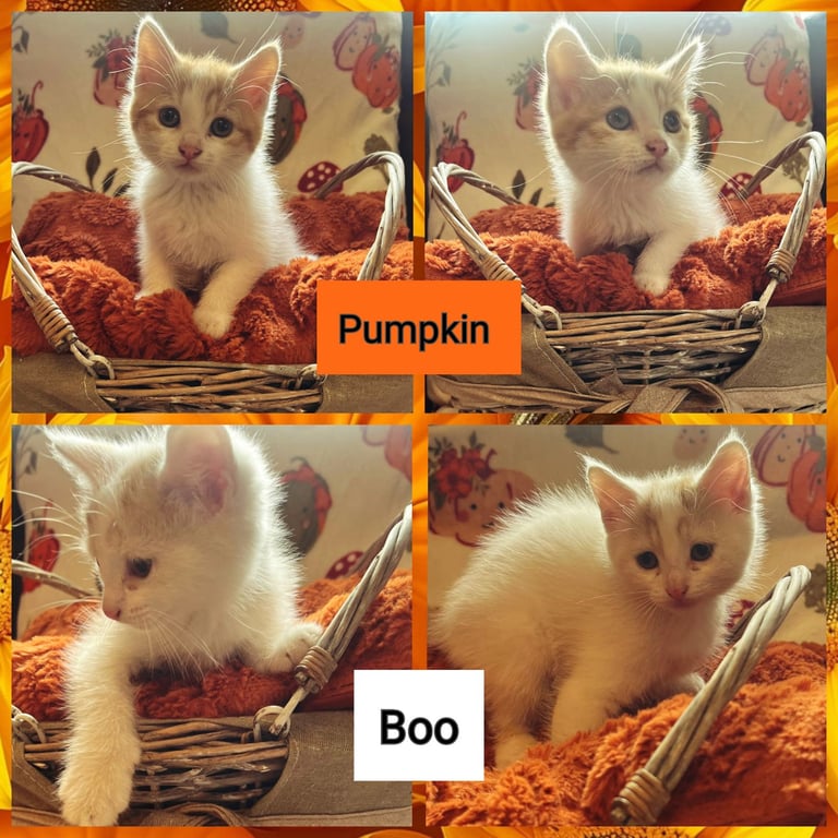 Kittens