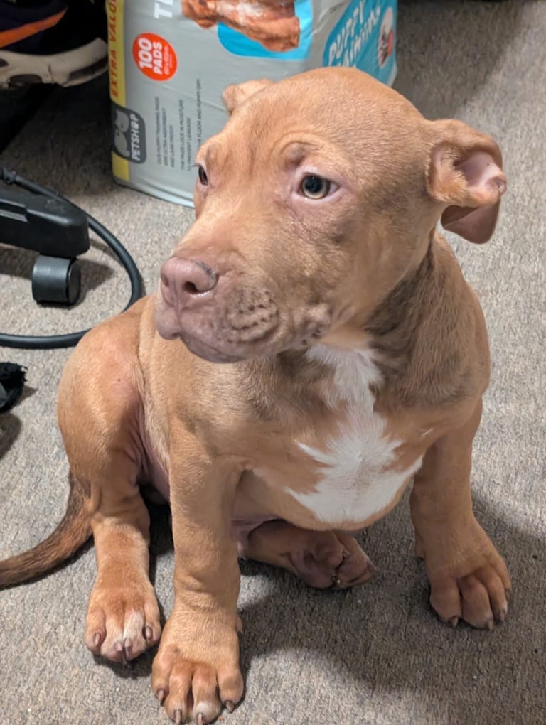 Absolutely Stunning Boy Available