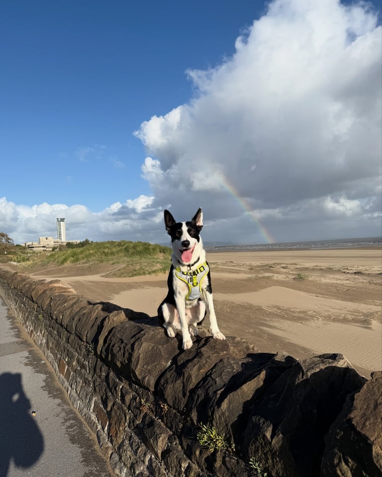 Short haired border collie 