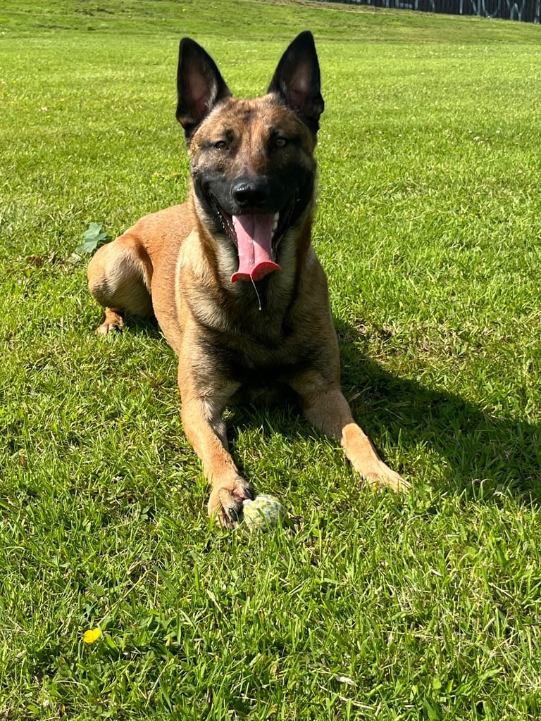 Cane Corso x belgian malinois 04/10/25 