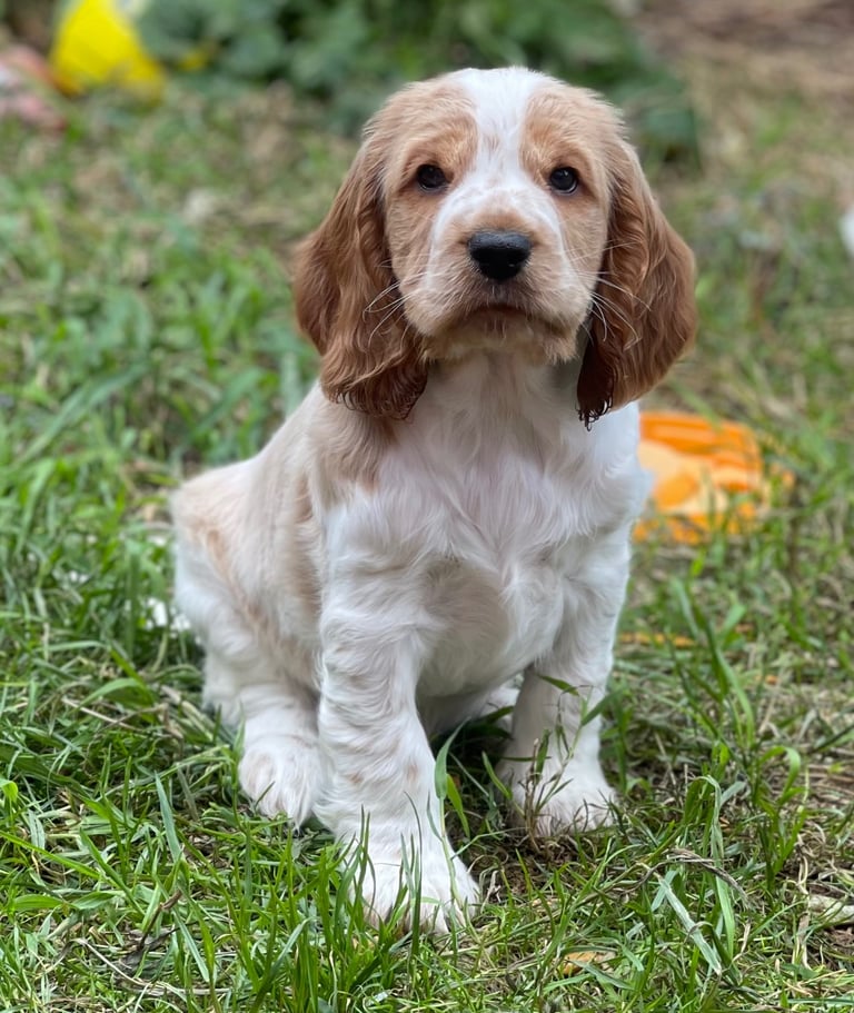 Springer Spaniel Puppy Cocker Spaniel For Sale North West Spaniel