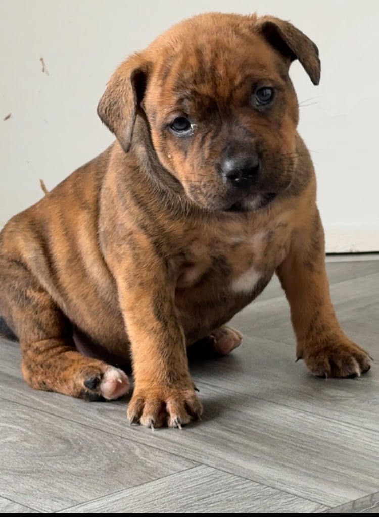 Mastiff x  puppies 